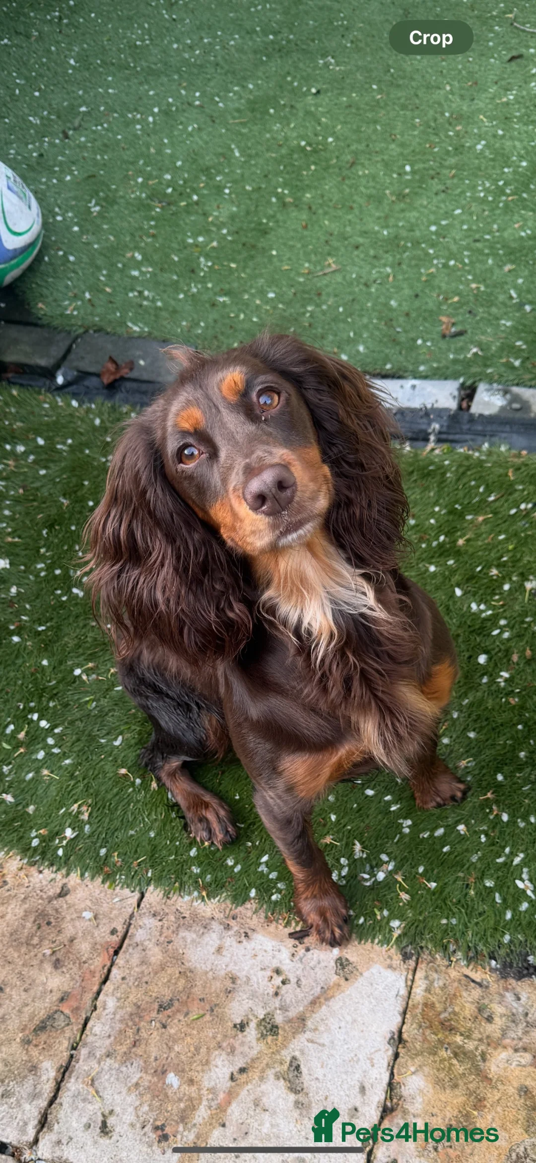 Cocker Spaniel dogs for sale: Working cocker spaniels.  in Wigan - Advert 1