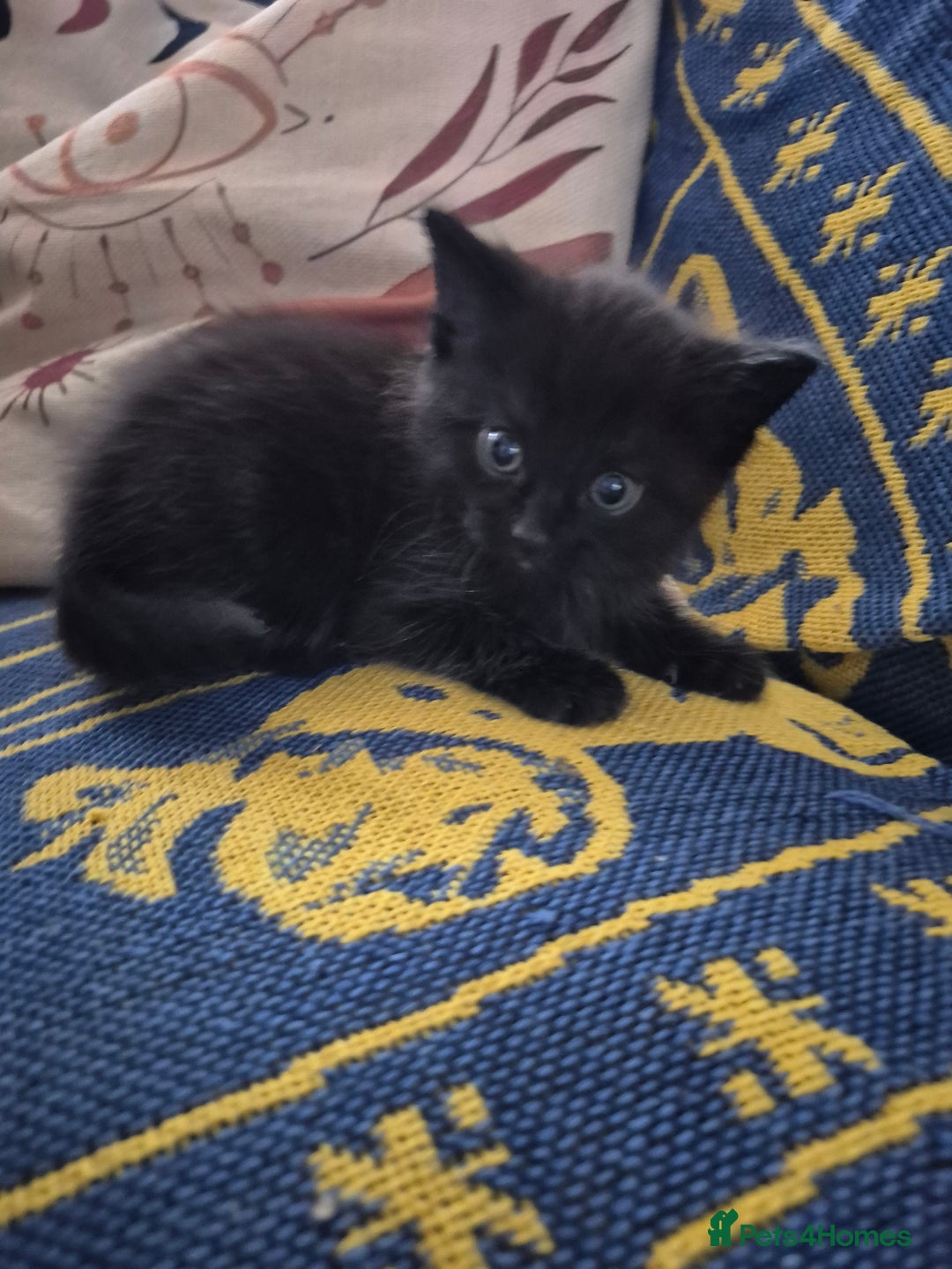 Mixed Breed cats for sale: 3 beautiful mixed breed kittens - Advert 5