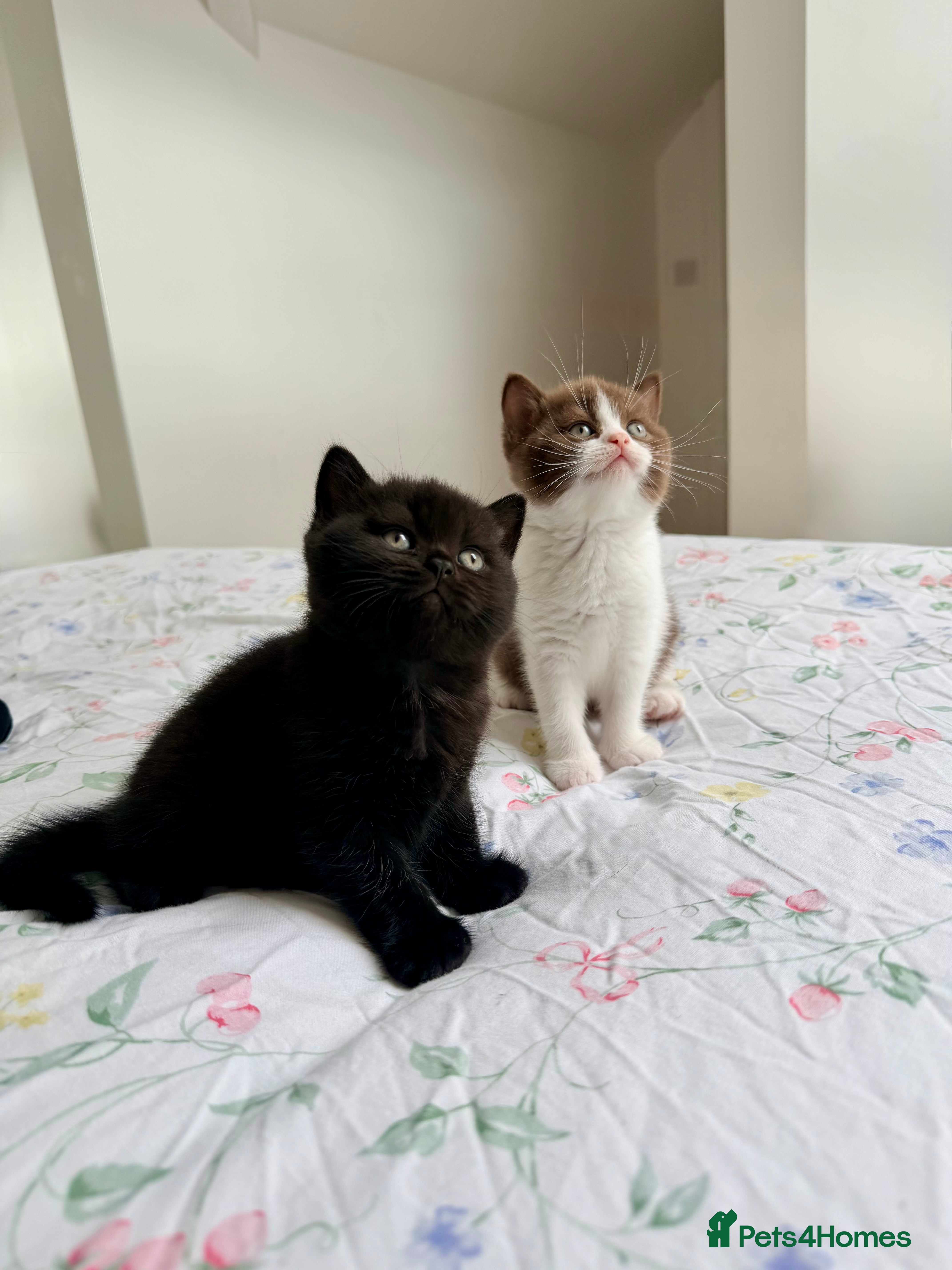 British Shorthair cats ❤️ OUR BEAUTIFUL BRITISH SHORTHAIR KITTENS ❤️ - Advert 15