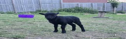 Sheep livestock for sale: Registered Ouessant ewe lamb available at weaning  - Advert 4
