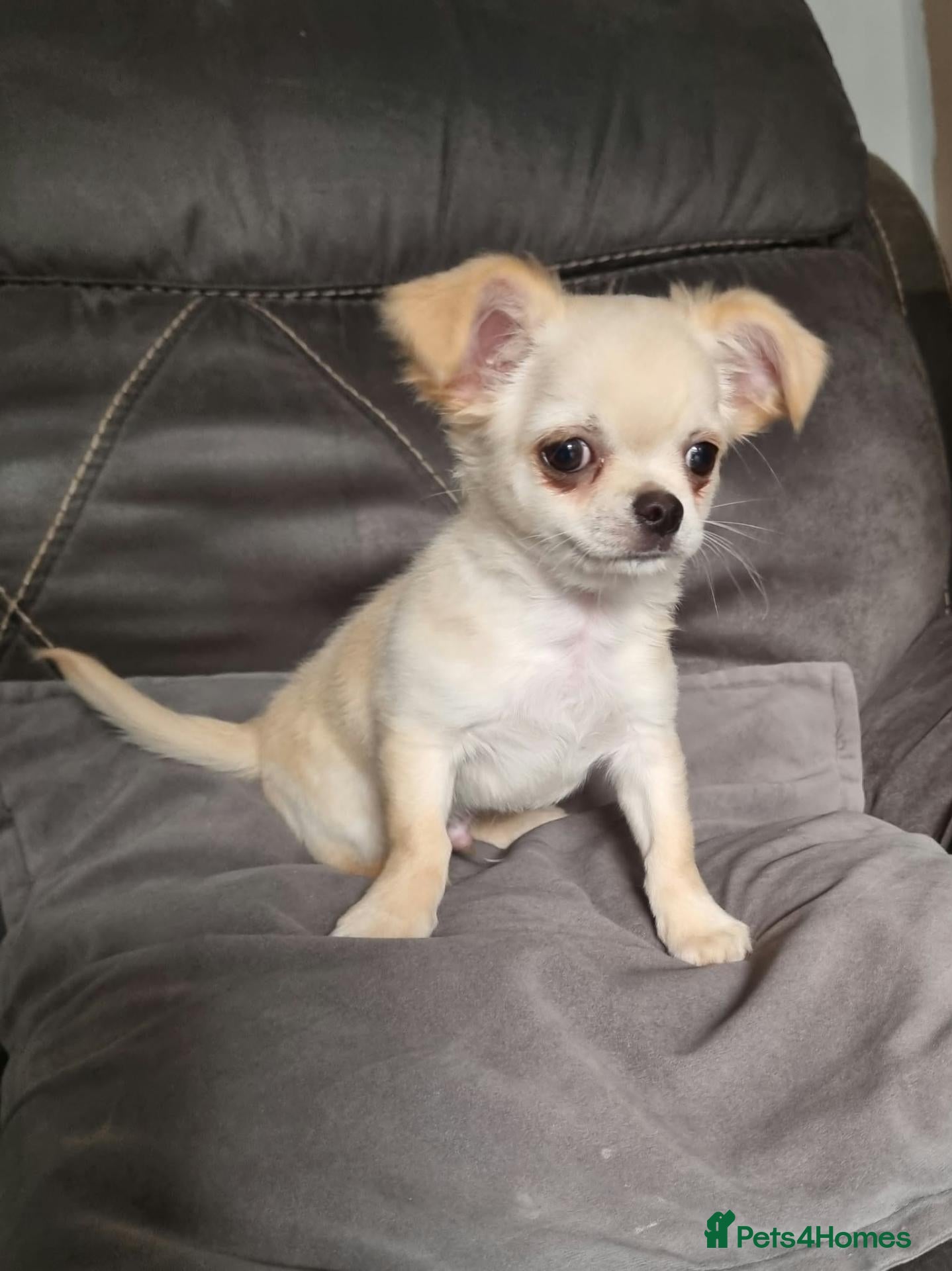 Chihuahua dogs Ready now Longhaired chihuahua puppies  - Advert 1