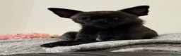 Chihuahua dogs for sale: Smooth coat chihuahua puppies  - Advert 36