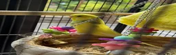 Budgerigars birds for sale: Budgies pair and full setup in Wakefield - Advert 1