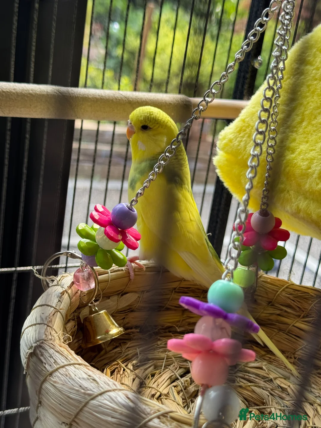 Budgerigars birds for sale: Budgies pair and full setup in Wakefield - Advert 1
