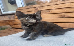 Domestic Shorthair cats for sale: Adorable kittens looking for their forever home  - Image 9
