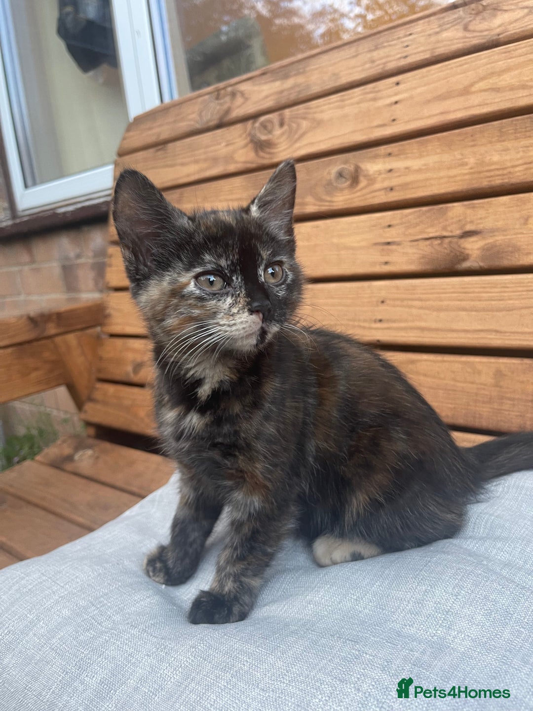 Domestic Shorthair cats for sale: Adorable kittens looking for their forever home  - Image 9