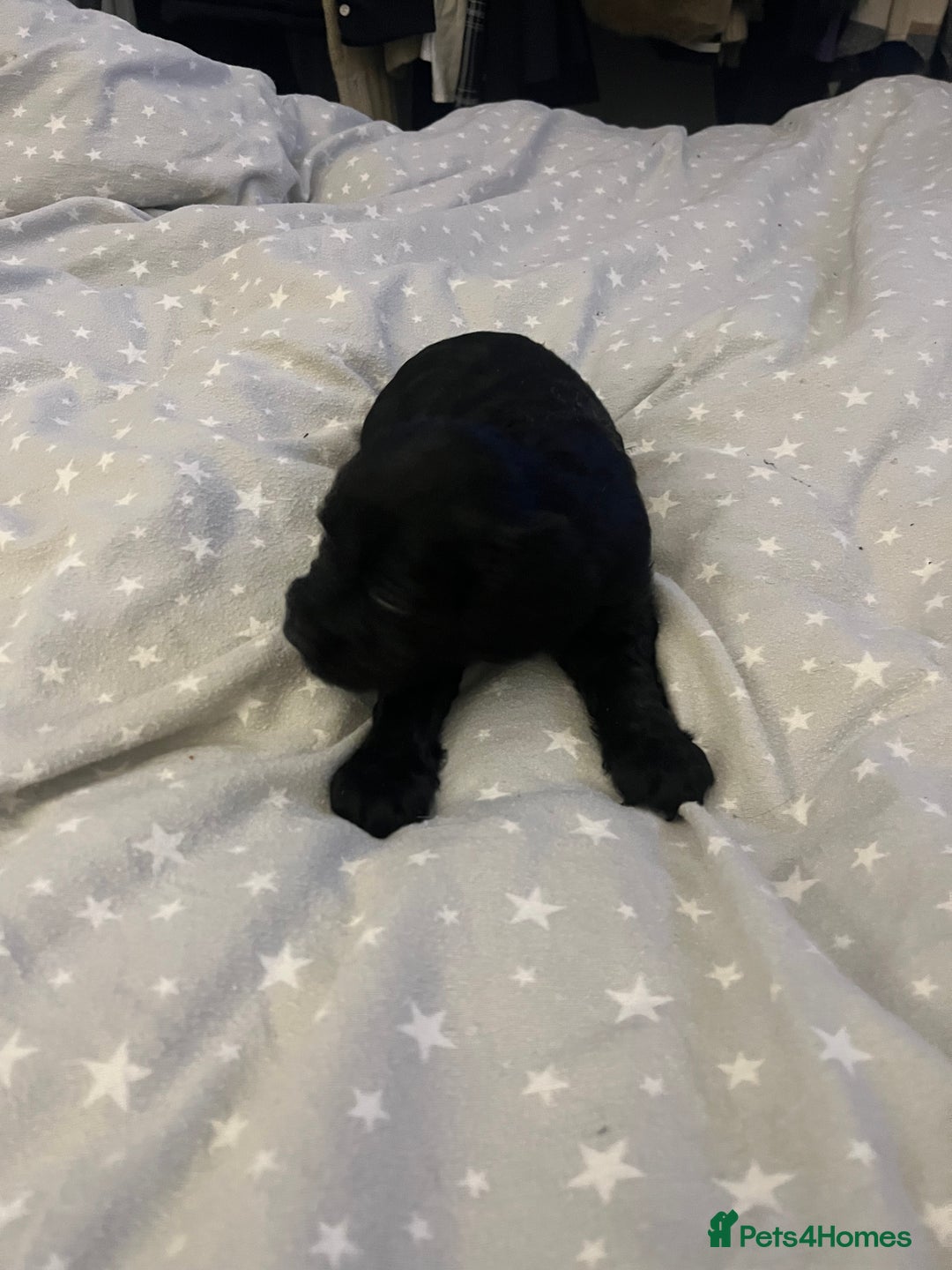 Mixed Breed cats for sale: SPROCKER SPANIEL PUPPIES  - Advert 11