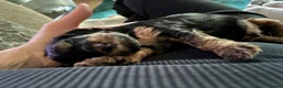Cockapoo dogs for sale: 5 beautiful home raised Cockapoos - Advert 9