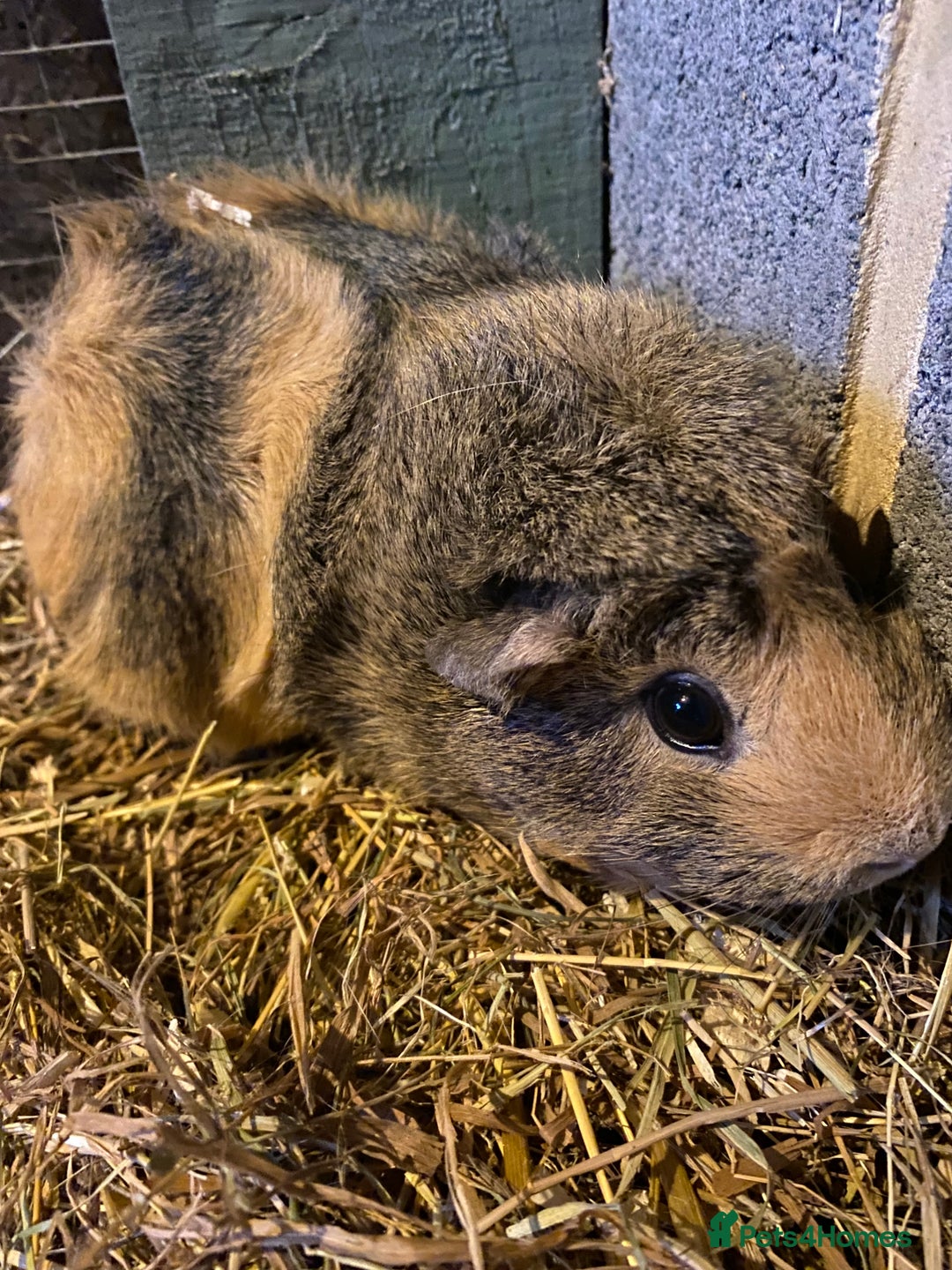 Rex rabbits for sale: Mini Rex -Tricolour Buck and VM Blue Doe - Advert 10