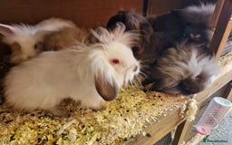 Lionhead rabbits for sale: 6 baby bunnies looking for loving homes  - Image 4