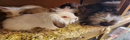 Lionhead rabbits for sale: 6 baby bunnies looking for loving homes  - Advert 4