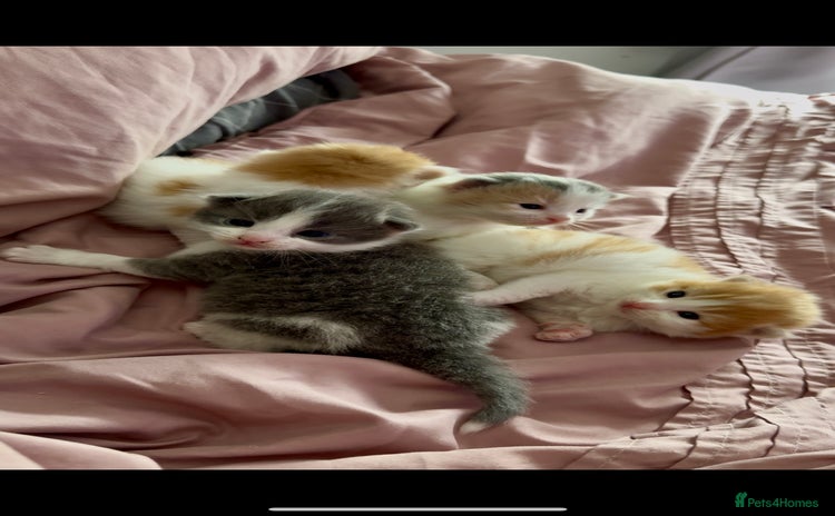 British Longhair cats - Advert 1