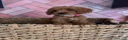 Cavapoo dogs for sale: Absolutely outstanding tiny cavapoo puppy  - Advert 3