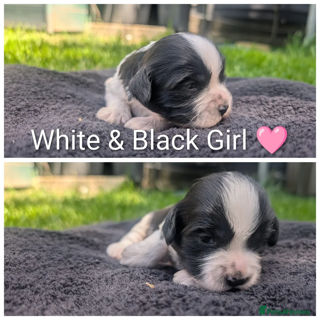 Mixed Breed dogs for sale: Cock-a-tzu  - Advert 10