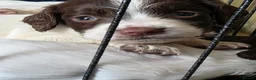 English Springer Spaniel dogs for sale: English springer spaniel puppies - Advert 12
