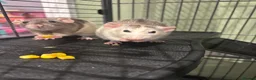 Rat rodents for sale: Gorgeous Girls - Advert 3