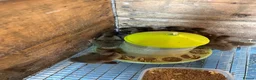 Ducks poultry for sale: Khaki Campbell  - Advert 1