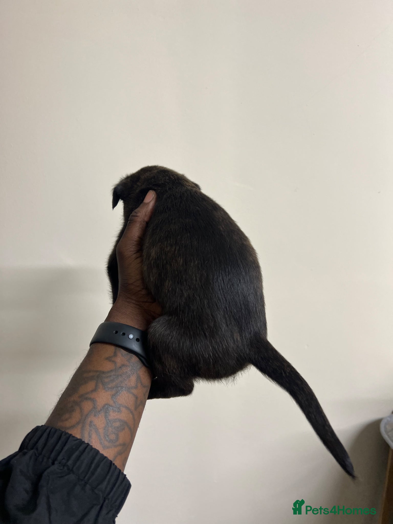 Staffordshire Bull Terrier dogs for sale: Beautiful Staffordshire Bull Terrier Mix Puppies in Manchester - Advert 20