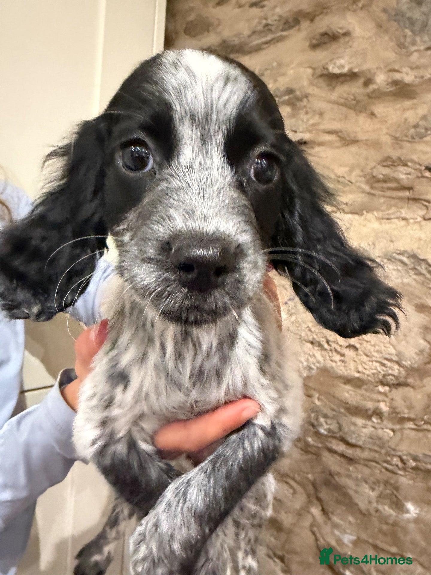 Sprocker dogs Sprocker Pup Ready Now 1 Girl Left - yellow collar - Advert 13