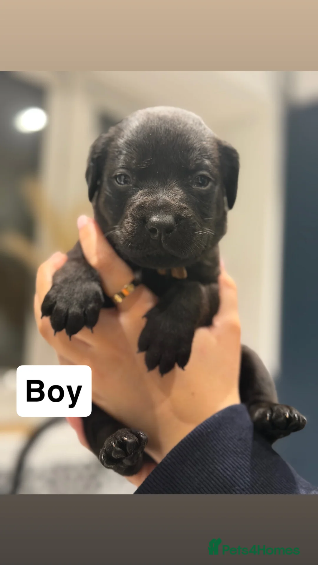 Mixed Breed dogs for sale: Puppies  - Advert 15