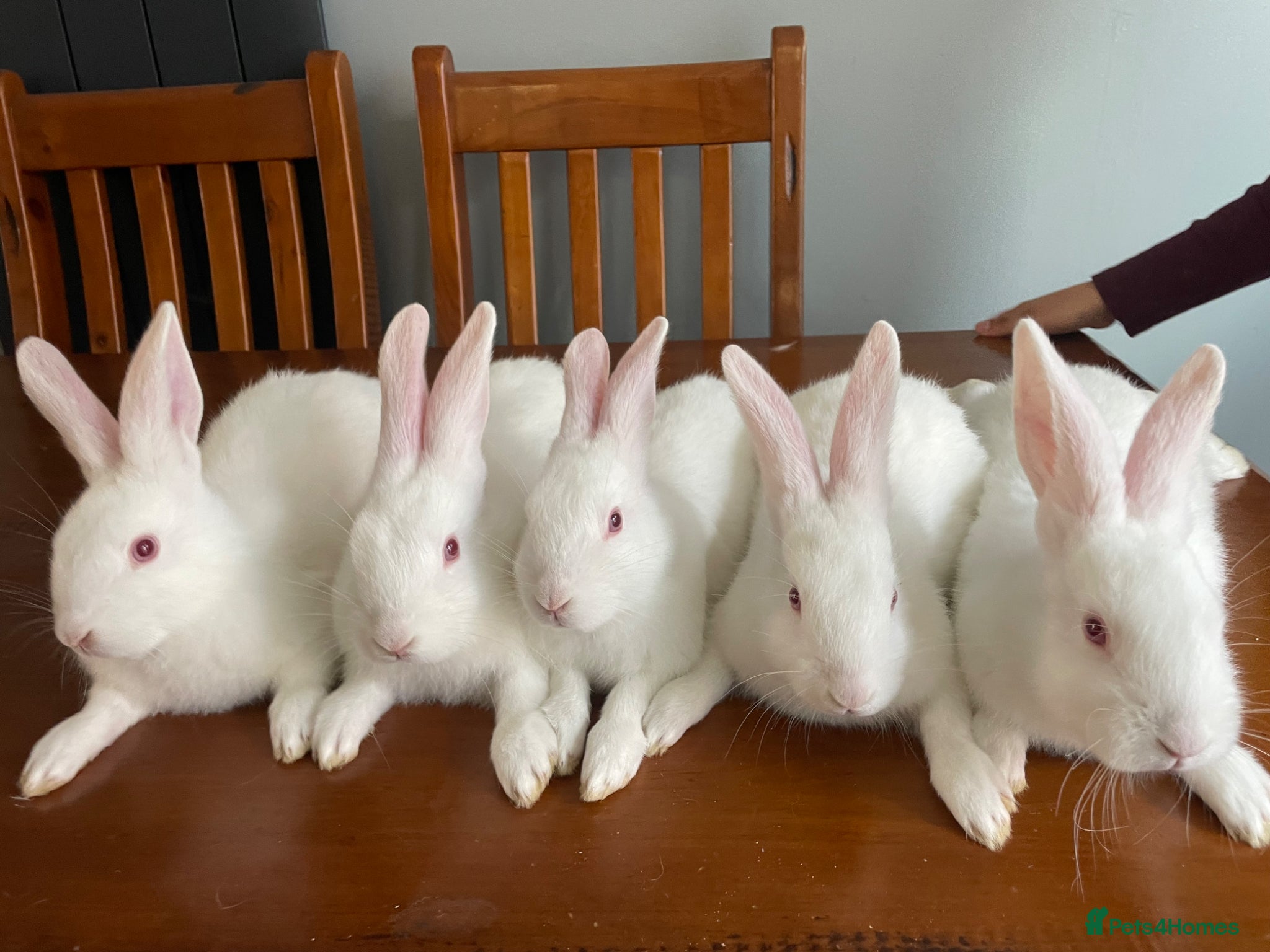 New Zealand rabbits New Zealand white rabbits  - Advert 18