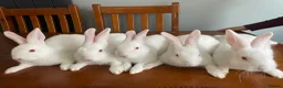 New Zealand rabbits for sale: New Zealand white rabbits  - Advert 1