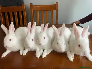 New Zealand rabbits New Zealand white rabbits - Advert 12