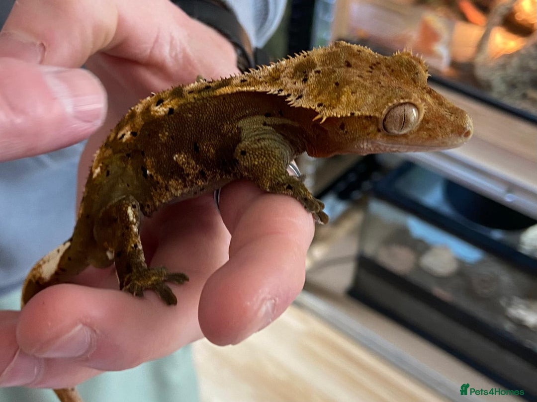 Gecko reptiles for sale: Male crested gecko - Image 3