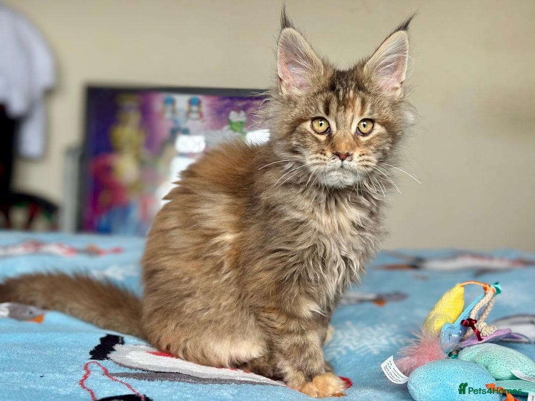 Maine Coon cats for sale: Beautiful Maine Coon Female - Advert 5