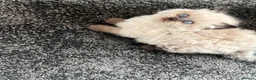 Persian cats for sale: Persian kittens for sale - Advert 6