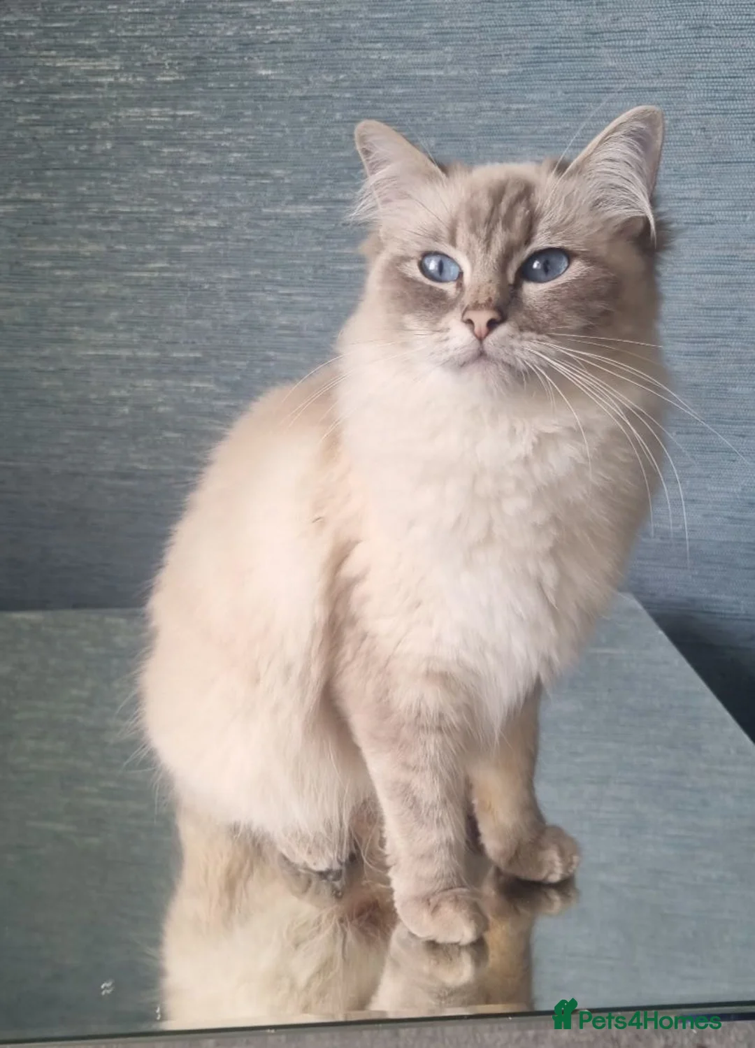 Ragdoll cats for sale: Pedigree registered Active female ragdoll  - Advert 1
