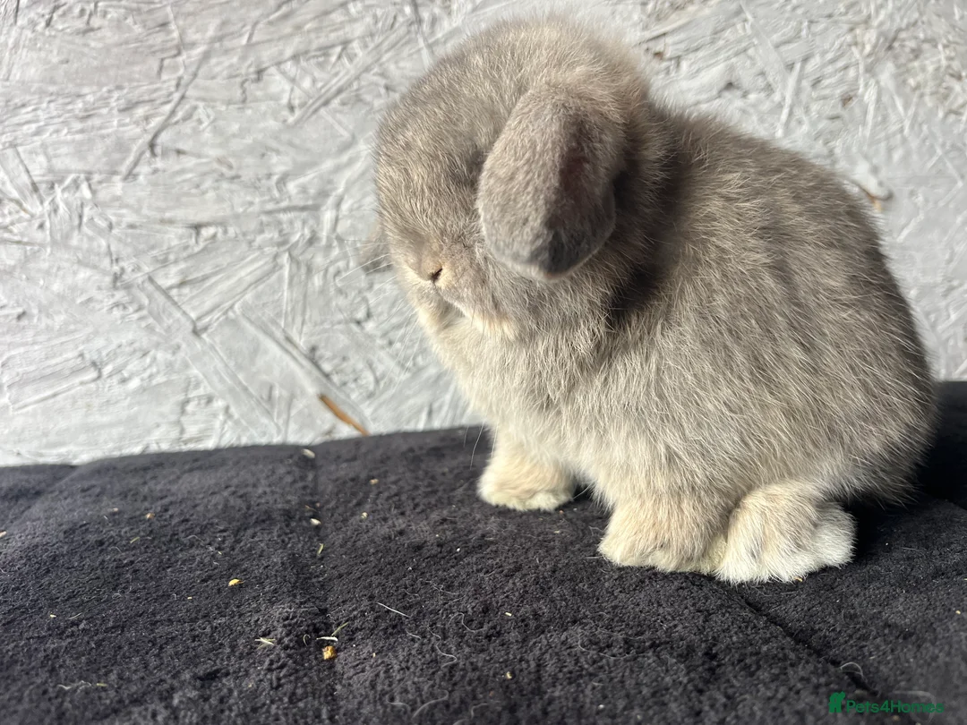 Mini Lop rabbits for sale: Pure mini lop  - Advert 3