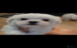 Maltese dogs for sale: ❤️ Korean Maltese Only ONE boy left Ready to go ❤️ in Coventry - Image 2