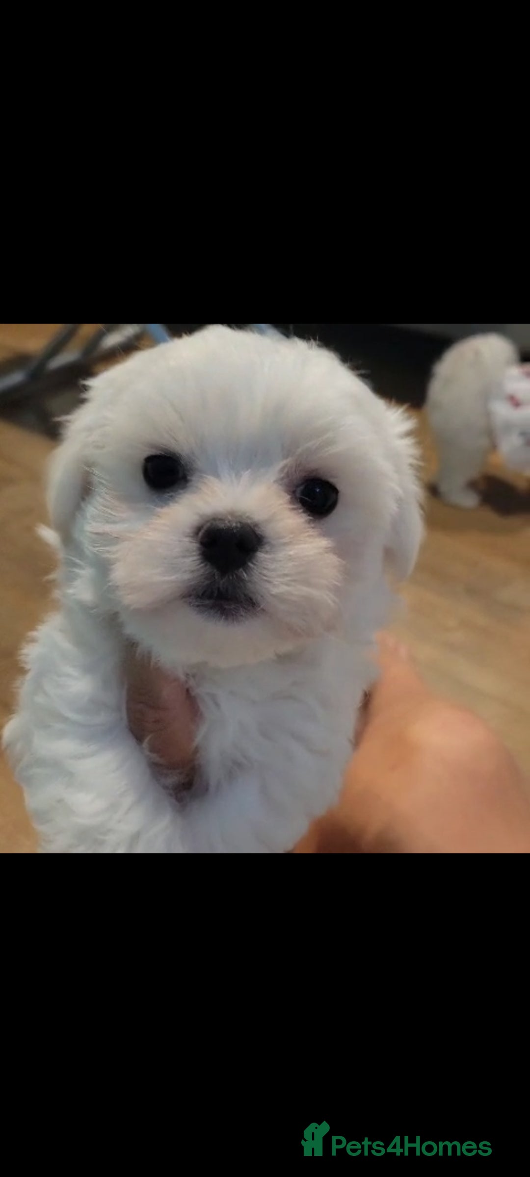 Maltese dogs for sale: ❤️ Korean Maltese Only ONE boy left Ready to go ❤️ in Coventry - Image 2