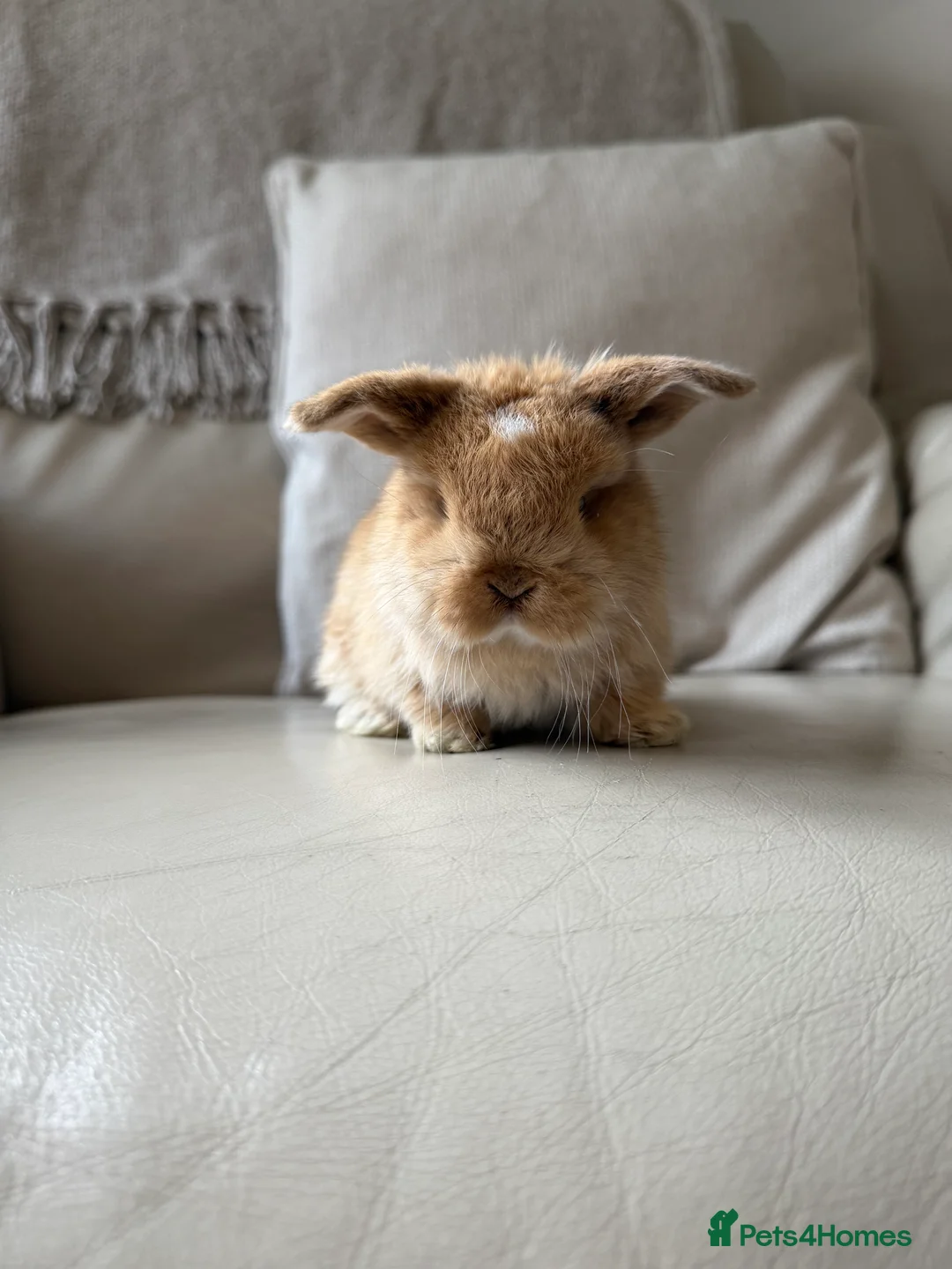 Mini Lop rabbits for sale: Mini Lops available - Advert 10