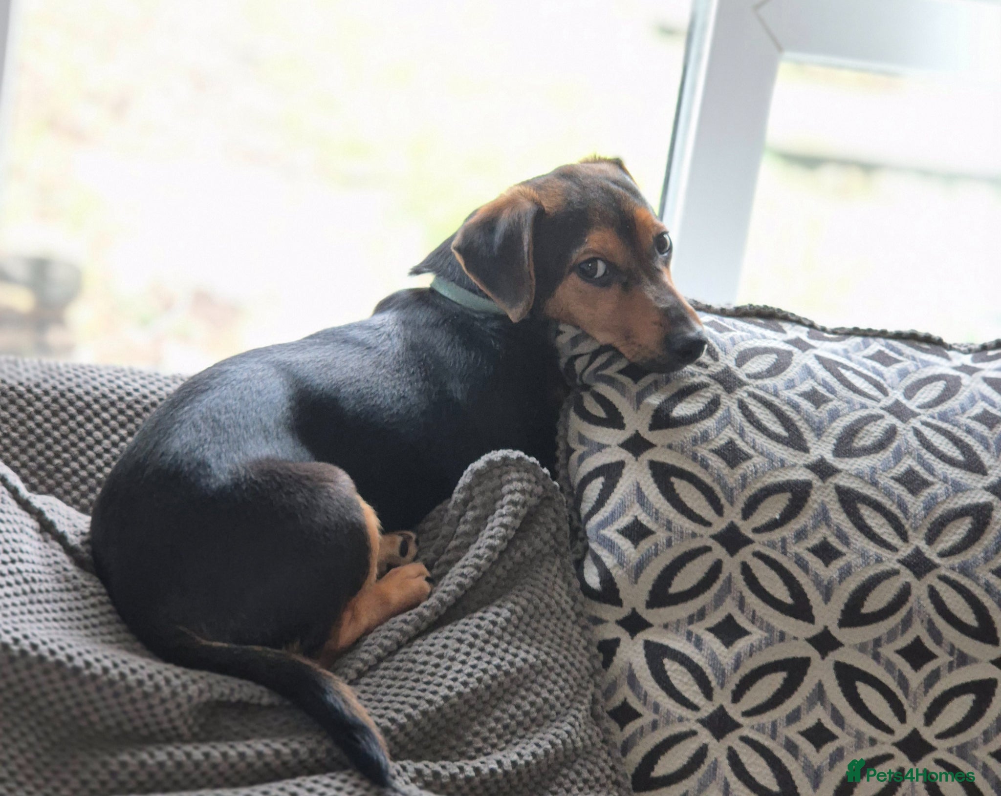 Jack Russell dogs Winston  - Advert 1