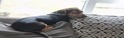 Jack Russell dogs for sale: Winston  in Ashton-under-Lyne - Advert 1