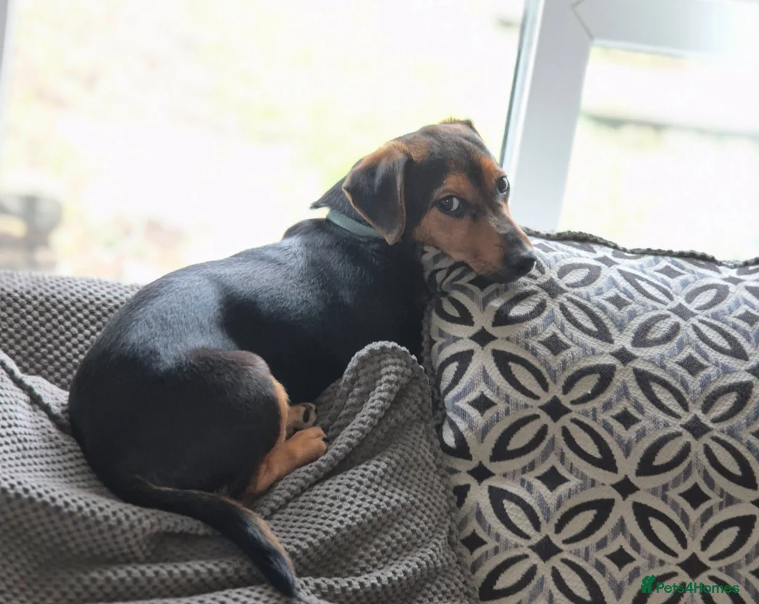 Jack Russell dogs for sale: Winston  in Ashton-under-Lyne - Advert 1