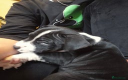 Staffordshire Bull Terrier dogs for sale: From Our Family to Yours - Image 24
