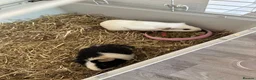 Guinea Pig rodents for sale: 2 female guinea pigs to be sold as a pair  in Sittingbourne - Advert 7