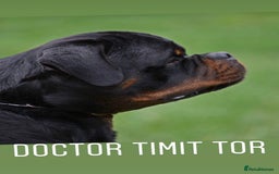 Rottweiler dogs for sale: 🏆 Champion Bred XL Rottweilers 🏆 - Advert 10