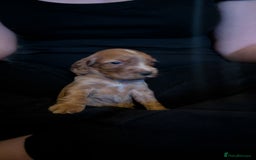 Cocker Spaniel dogs for sale: Working Cocker Spaniel Puppies  - Image 10