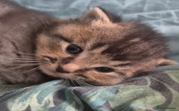 Scottish Fold cats for sale: Beautiful Scottish Fold/Straight X Kittens - Image 4