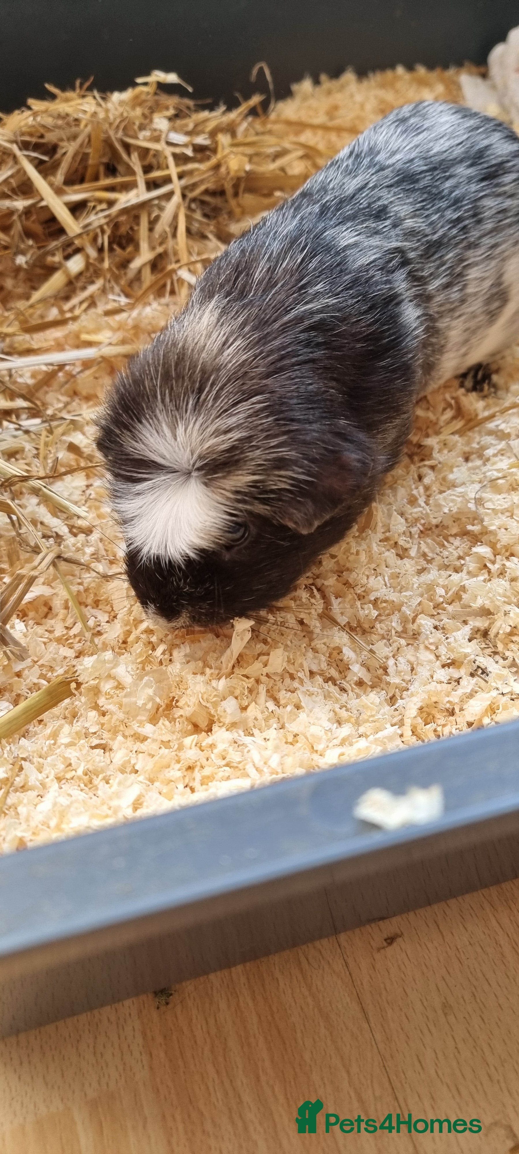 Guinea Pig rodents 1 male guinea pigs  - Advert 8