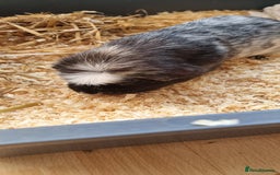 Guinea Pig rodents for sale: 2 male guinea pigs  - Image 3