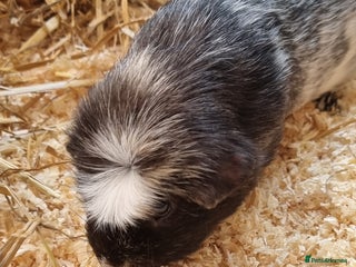 Guinea Pig rodents for sale: 1 male guinea pigs - Advert 1