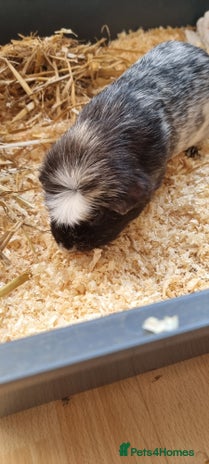 Guinea Pig rodents 1 male guinea pigs - Advert 1