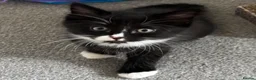 Mixed Breed cats for sale: Mixed RagdollxDomestic Long Hair Kittens in Hatfield - Advert 3