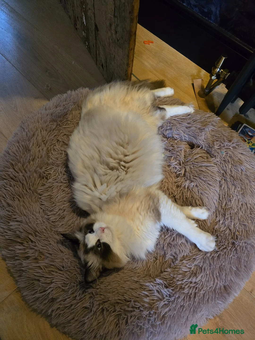 Ragdoll cats for sale: 3 male ragdoll kittens in York - Advert 1