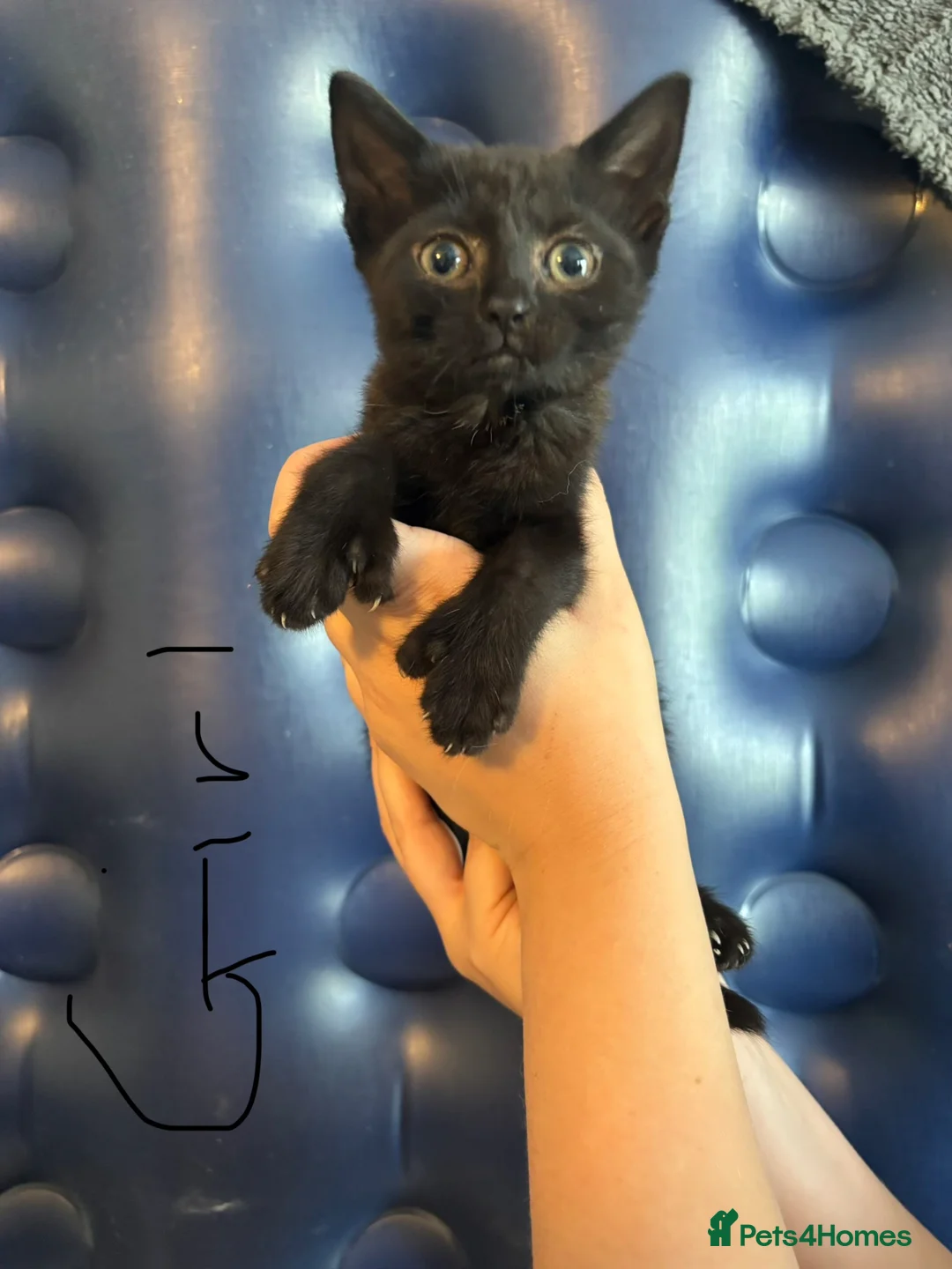 Mixed Breed cats for sale: Bengal cross kittens  in Grays - Advert 4